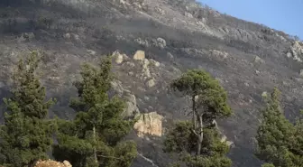 Pamukkale’deki Orman Yangını Kontrol Altına Alındı