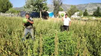 Karpuz Üreticisi, Tarlasını Halka Açtı: Ücretsiz Karpuz Dağıtıyor