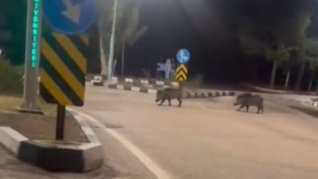 Ankara’da domuz sürücü görüldü