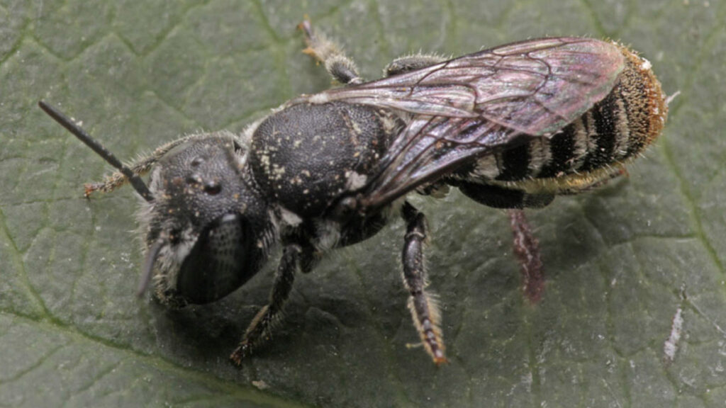 Avustralya’da şeytan boynuzlu yeni arı türü keşfedildi: Lucifer