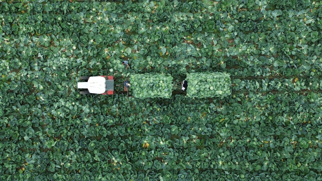 Bafra Ovası’nda beyaz lahana hasadı zamanı