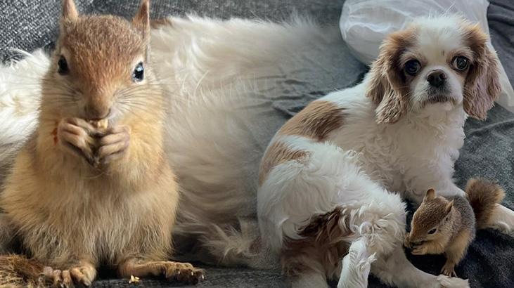 Batman’da yasa dışı üretilen sincap yurt dışına gönderilecek