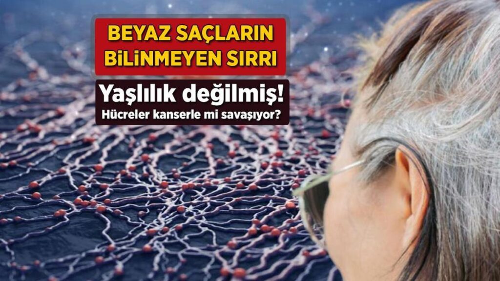 Beyaz saçların bilinmeyen sırrı! Yaşlılık değilmiş: Hücreler kanserle mi savaşıyor?