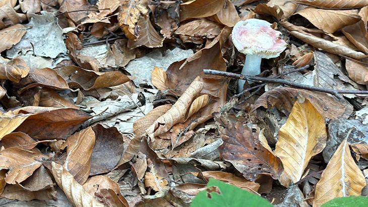 ‘Bu mantar yeniliyormuş’ derken zehirliyor! 6 saatten sonra başlayan şikayetlere dikkat