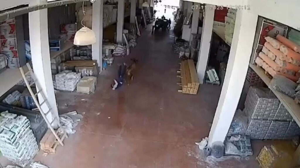 Çankırı’da depoya giren inek çalışanlara saldırdı