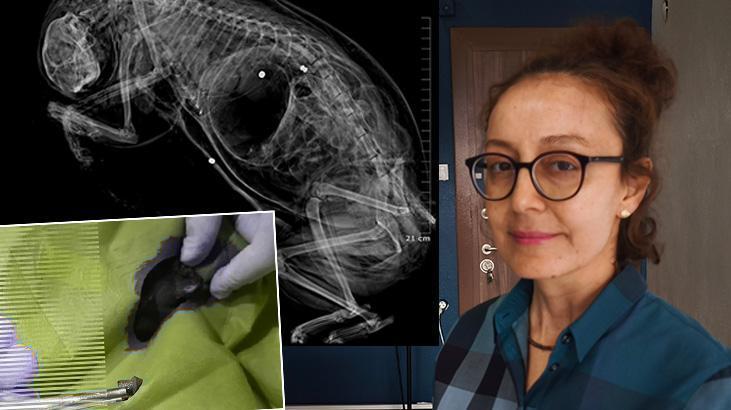 Gizli kamera görüntüleri vahşeti ortaya çıkardı: 7 yıldır sistematik olarak öldürüyor