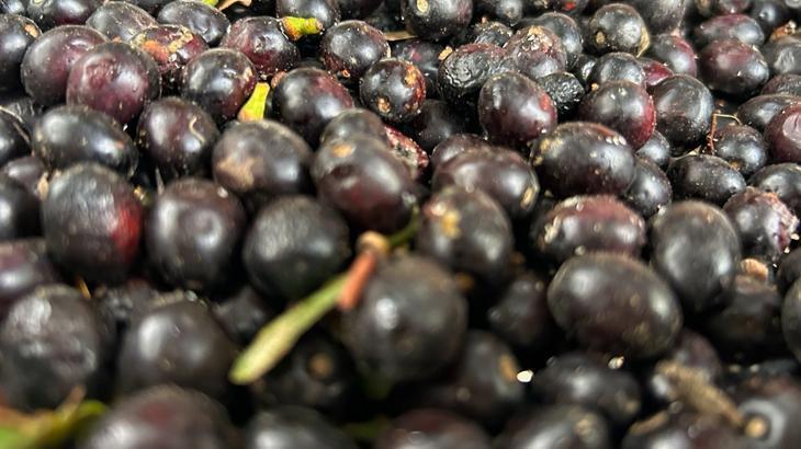 Hasat başladı: Yoğun talep görüyor! Litresi 1.000 TL