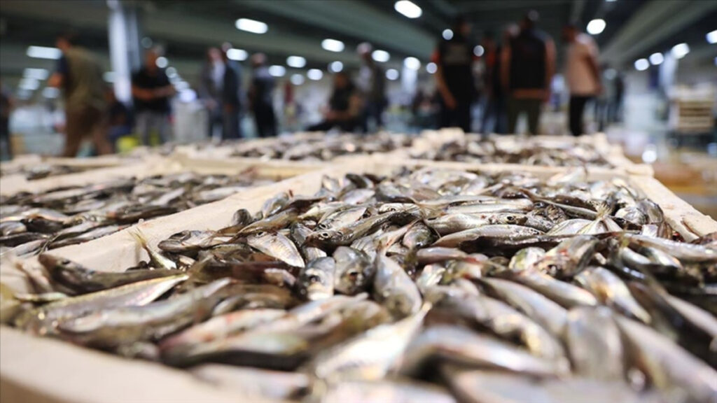 İstanbul’da, 14 bin tona yakın balık satışa sunuldu! En pahalı türler sıralandı