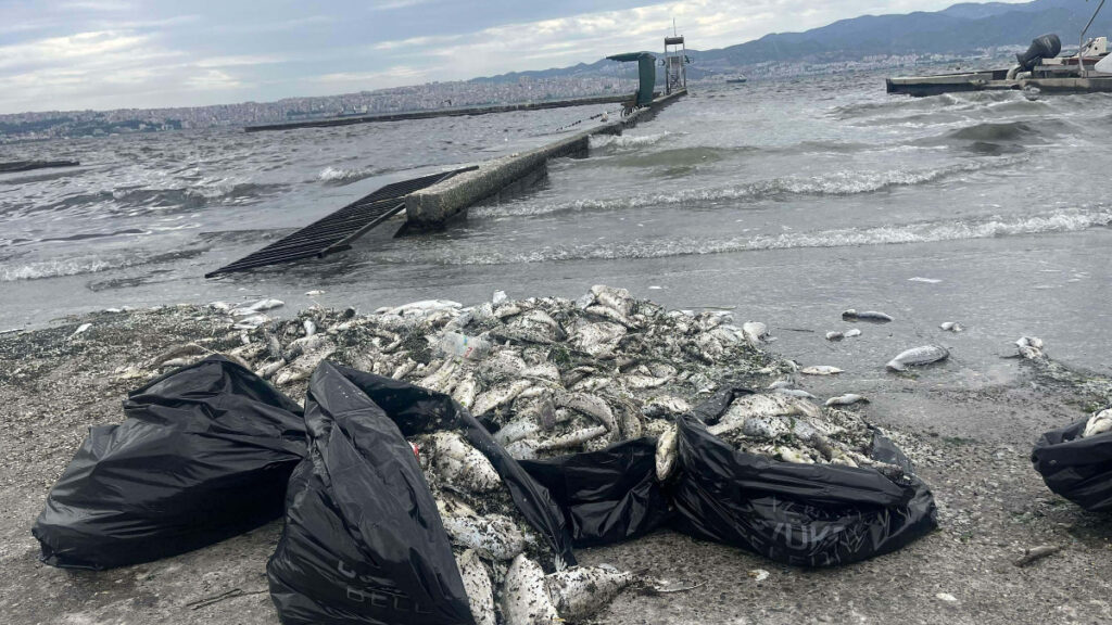 İzmir Körfezi’nde kötü koku sürüyor: Denizin rengi kahverengiye döndü