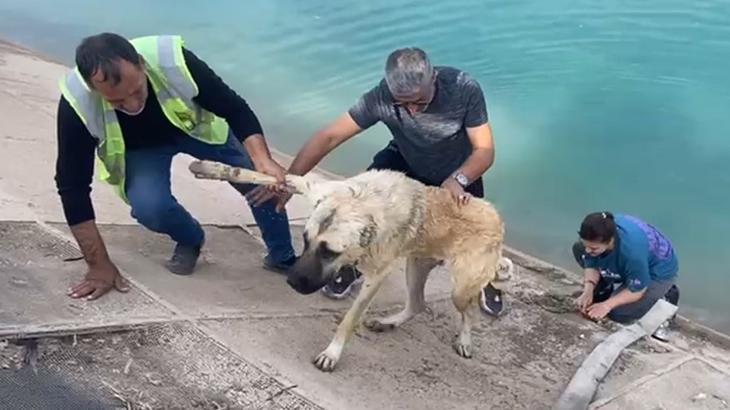 Kahraman anne Fırat Nehri’ne düşen kangal köpeğini böyle kurtardı