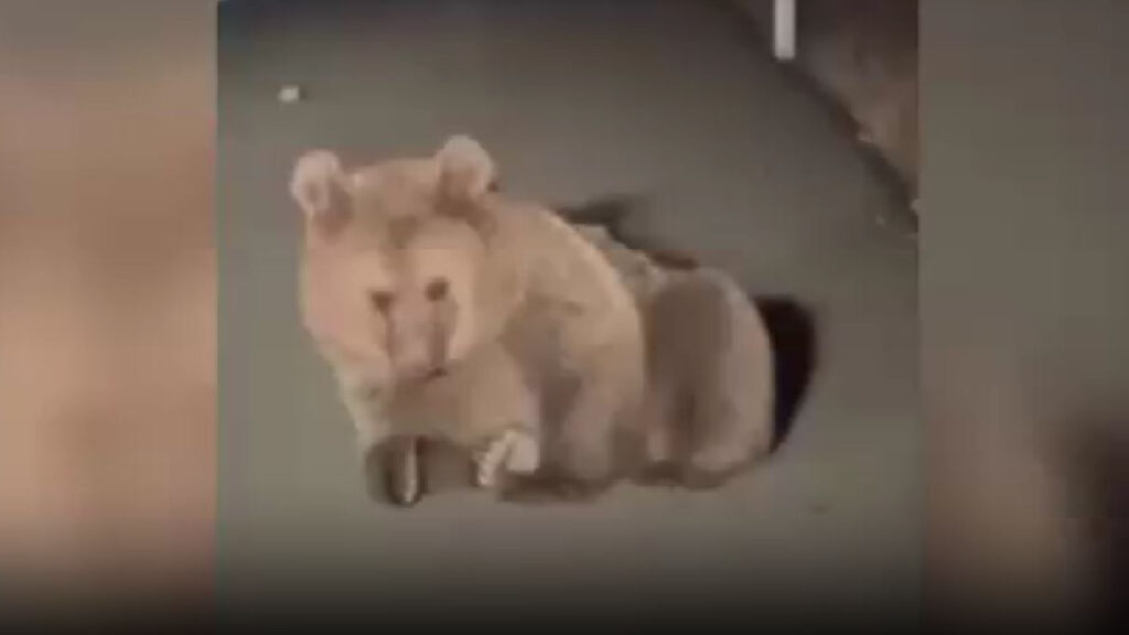 Kars’ta köpek saldırısına uğradığı düşünülen yaralı bozayı tedavi altına alındı