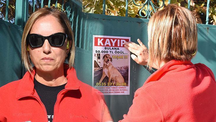 Kayıp köpek Yaşar için seferberlik: Sahibi sokak sokak dolaşıyor! Bulana 50 bin TL