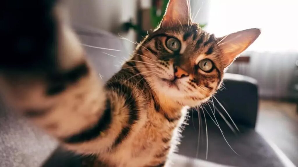 Kedilerin Evcilleşme Tarihi Yeniden Yazıldı