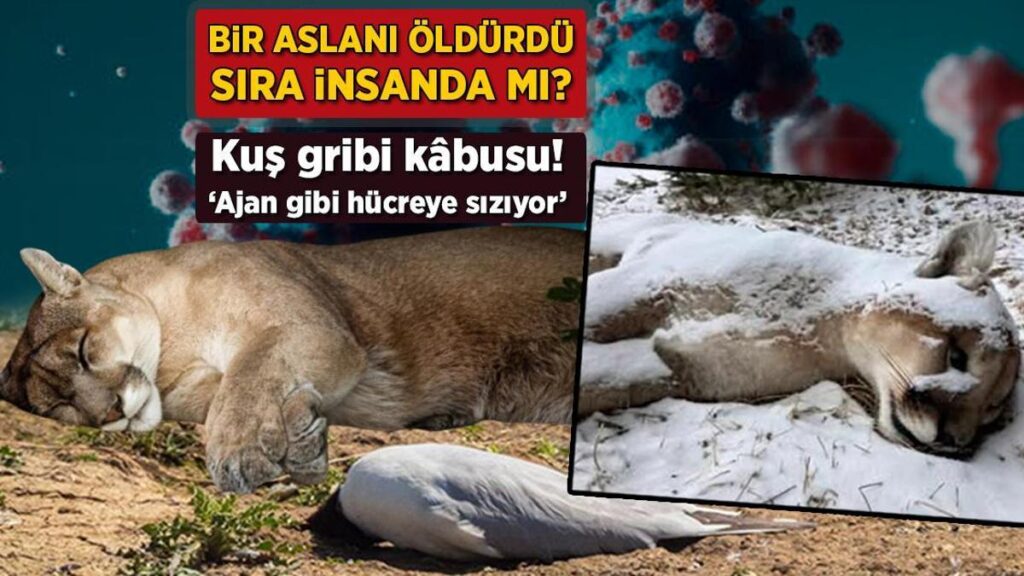 Kuş gribi kâbusu: Dağ aslanını öldürdü, sıra insanda mı? ‘Ajan gibi hücreye sızıyor’