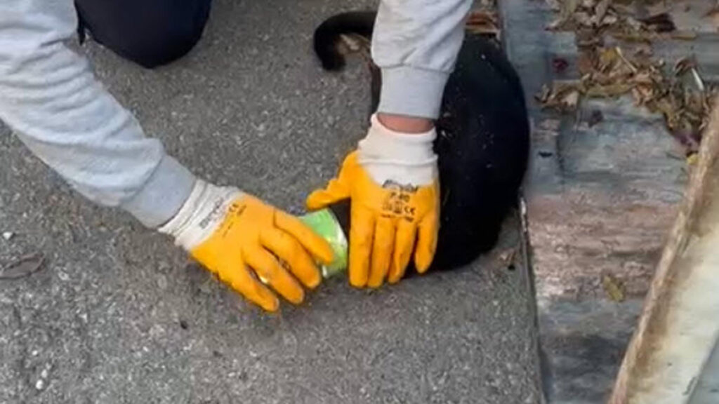 Muğla’da başı konserve kutusuna sıkışan kediyi temizlik görevlisi kurtardı