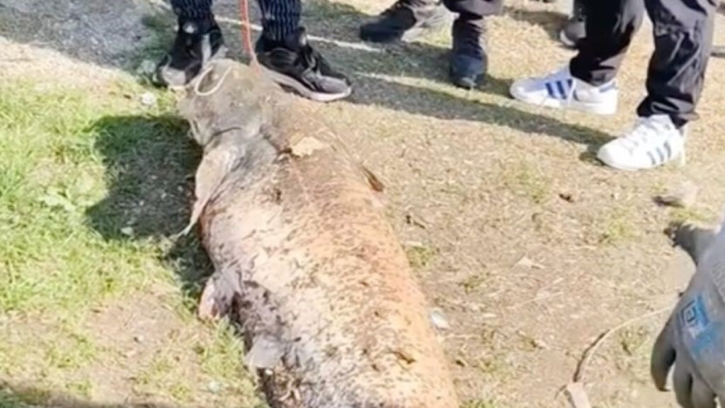 Sakarya’da ltaya takılan 50 kiloluk dev balık 20 bin TL’ye satıldı