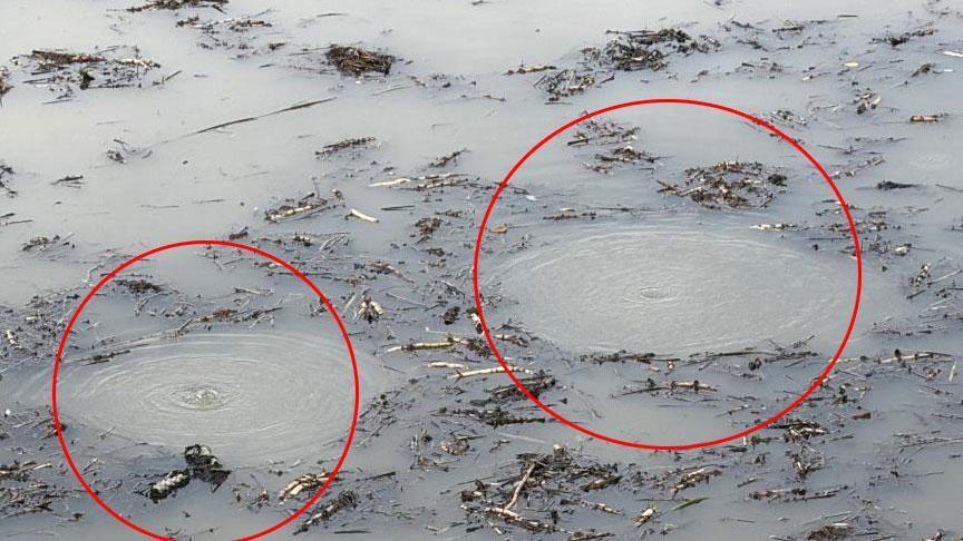 Sapanca’dan sonra şimdi de Efteni Gölü’nde esrarengiz olay! ‘Merak ve şaşkınlık içerisindeyiz’