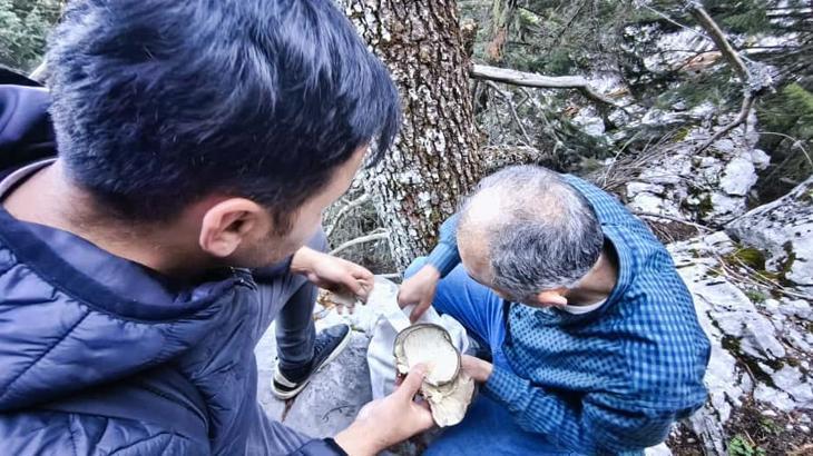 Sonbaharın gelişiyle ormana akın ettiler: ‘Bunu görünce insan kendini kaybediyor’