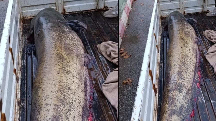 4 kişi yardım etti gören şoke oldu! ‘Böylesini hayatımda görmedim’