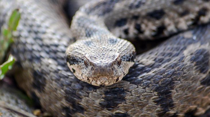 Adı Osmanlı, boyu 1 metre! Çankırı’da ortaya çıkan tür şaşırttı