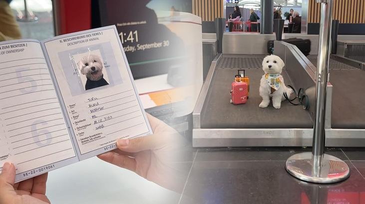 Dünya turundaki köpek İstanbul’a geldi