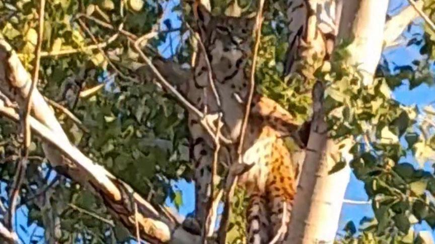 Görüntü Tunceli’den! Herkes vaşak sandı, fark siyah çizgilerle anlaşıldı