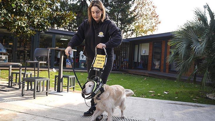 Hayat kurtaran patiler, görme engellilerin gözleri oluyorlar! Türkiye’de sadece 11 tane var