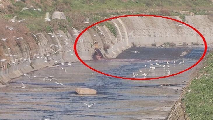İstanbul’da korkutan görüntü! Sanayi bölgesindeki dere bir anda kırmızı aktı