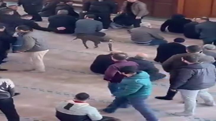 Kocaeli’de pitbull camiye girdi! Sahibine adli ve idari işlem yapıldı