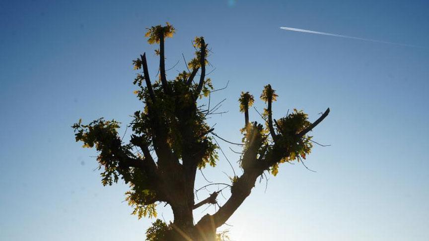 Köylüler gözlerine inanamadı! ‘15 yılda bir görülüyor, olağan dışı’