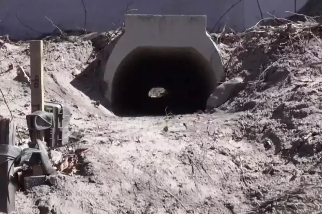 Kurbağaların rahatça çiftleşmesi için yapılan aşk tünelinde inşaat sona erdi