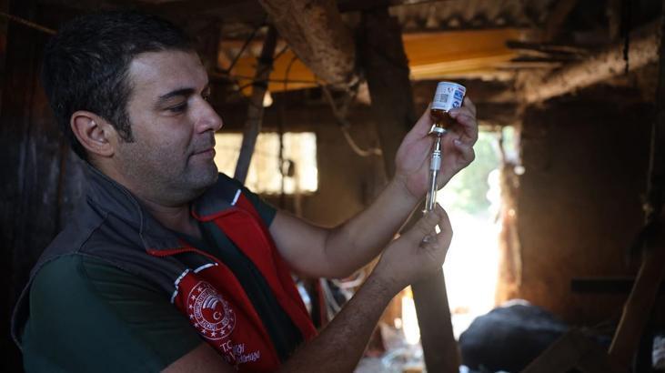 Milas’ta ‘şap’ alarmı! 11 mahallede 30 günlük karantina