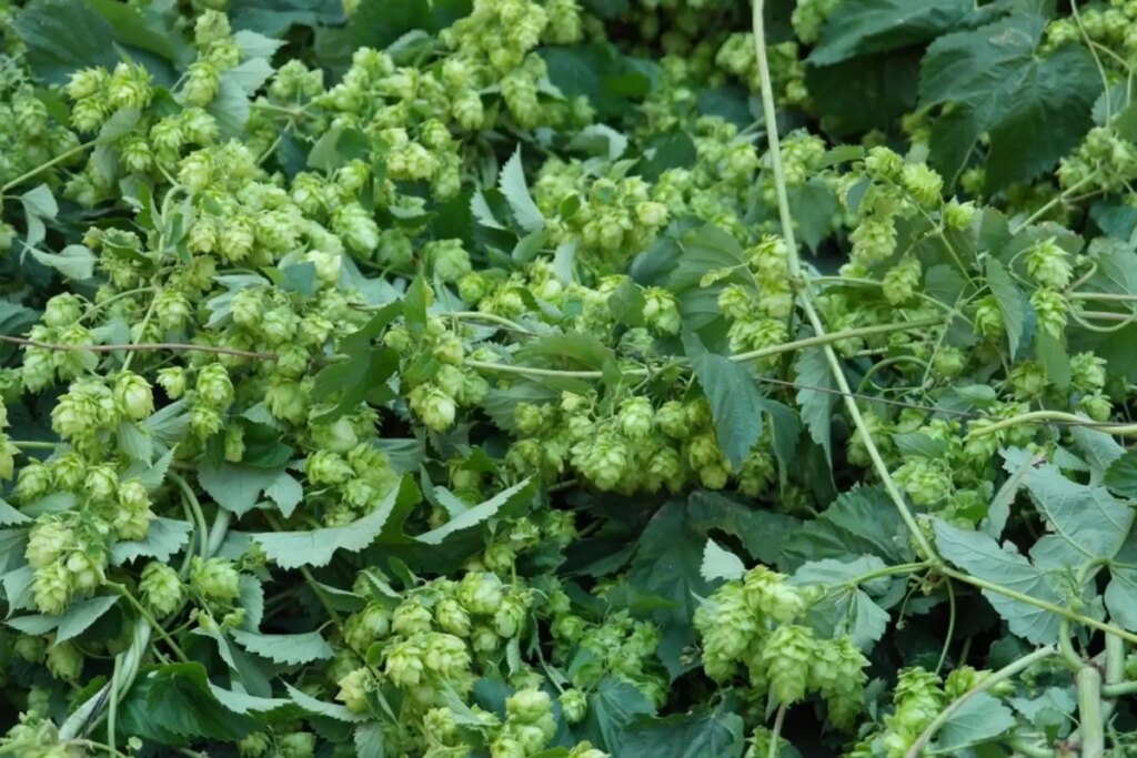 Türk çiftçisi çöpe atıyor, Avrupa’da kilosu 35 bin TL’den satılıyor