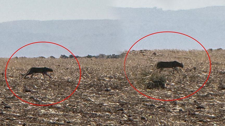 Şırnak’ta büyük yırtıcı! Görüntüler bir köylü tarafından kaydedildi: 2013’te Diyarbakır’da tespit edilmişti