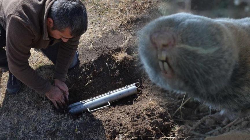 Türkiye’de üç yeni tür keşfedildi! Bilim dünyası şaşkın: ‘Kanser araştırmalarına ışık tutabilir’