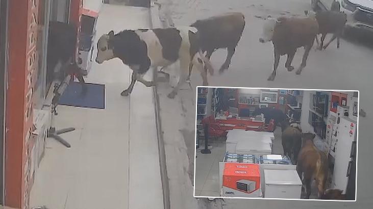 Batman’da 9 inek beyaz eşya mağazasına girdi! O anlar kamerada…