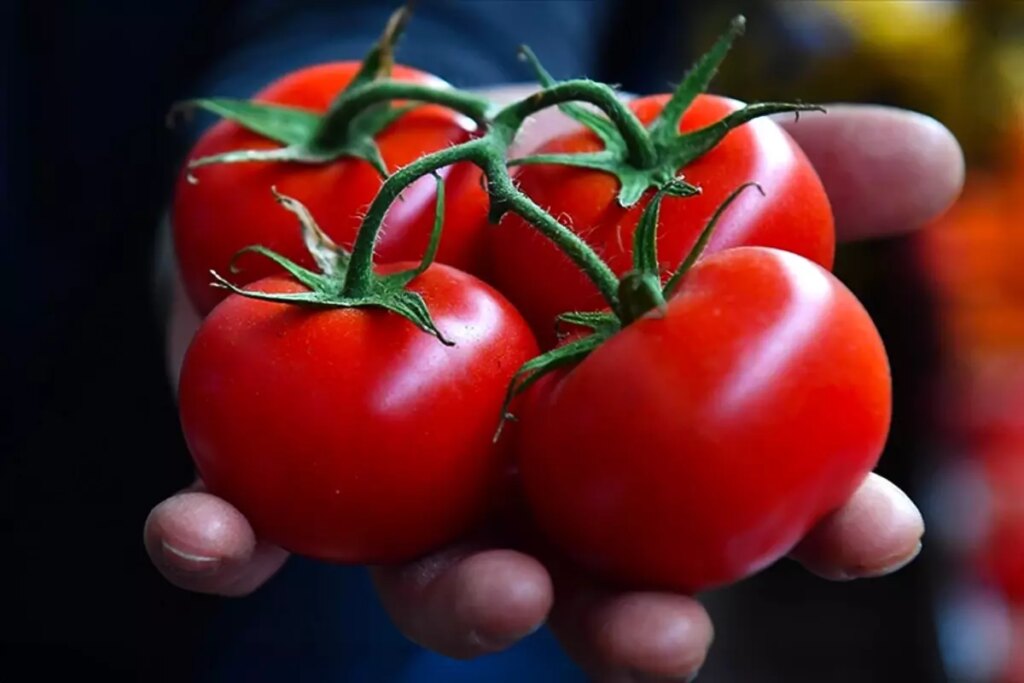 Bir ilçemizin domatesi dünyanın en iyileri arasına girdi