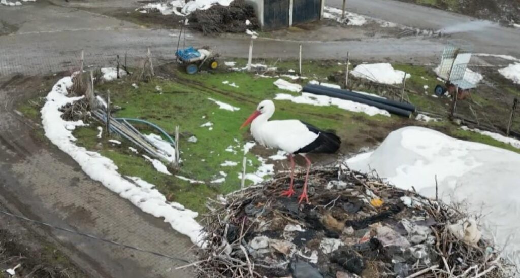 Bitlis’te göçü unutan leylek! Sıfırın altındaki soğuğa rağmen 3 yıldır yuvasını terk etmiyor