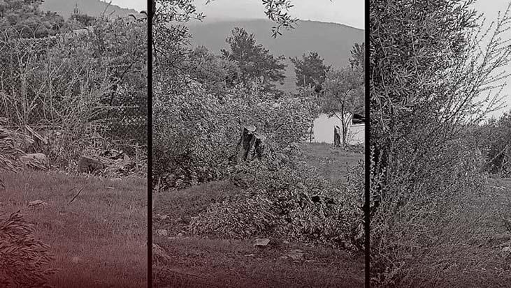 CHP’de ‘zeytin’ krizi! Bakan Yumaklı: 100 yıllık zeytin ağaçlarının kesilmesi CHP’lilere serbest mi?