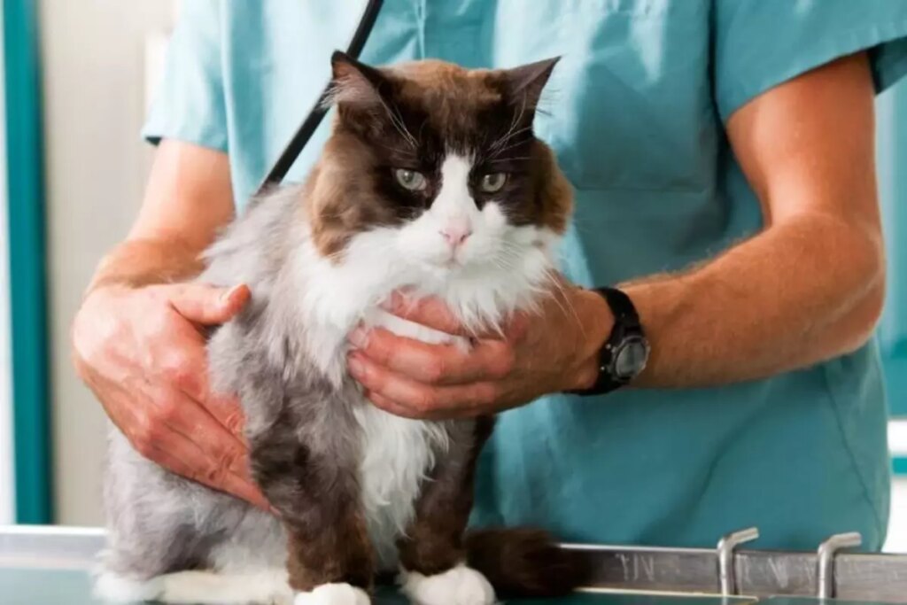 Dikkat çeken araştırma! Kediler, insanlarda kanser tedavisi için yeni ipuçları sunabilir