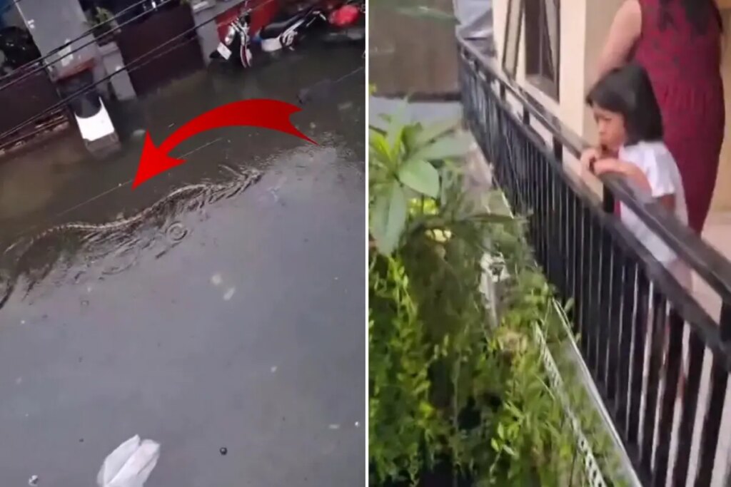 Halk diken üstünde! Sokakta 5 metrelik pitonlar görülmeye başlandı