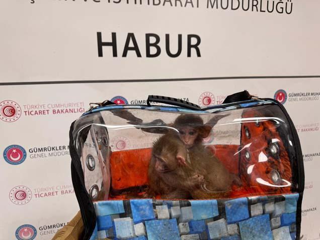 Sınırda 85 bin canlı yakalandı! Gümrük operasyonlarında maymundan gökdoğana kadar binlerce hayvana el konuldu