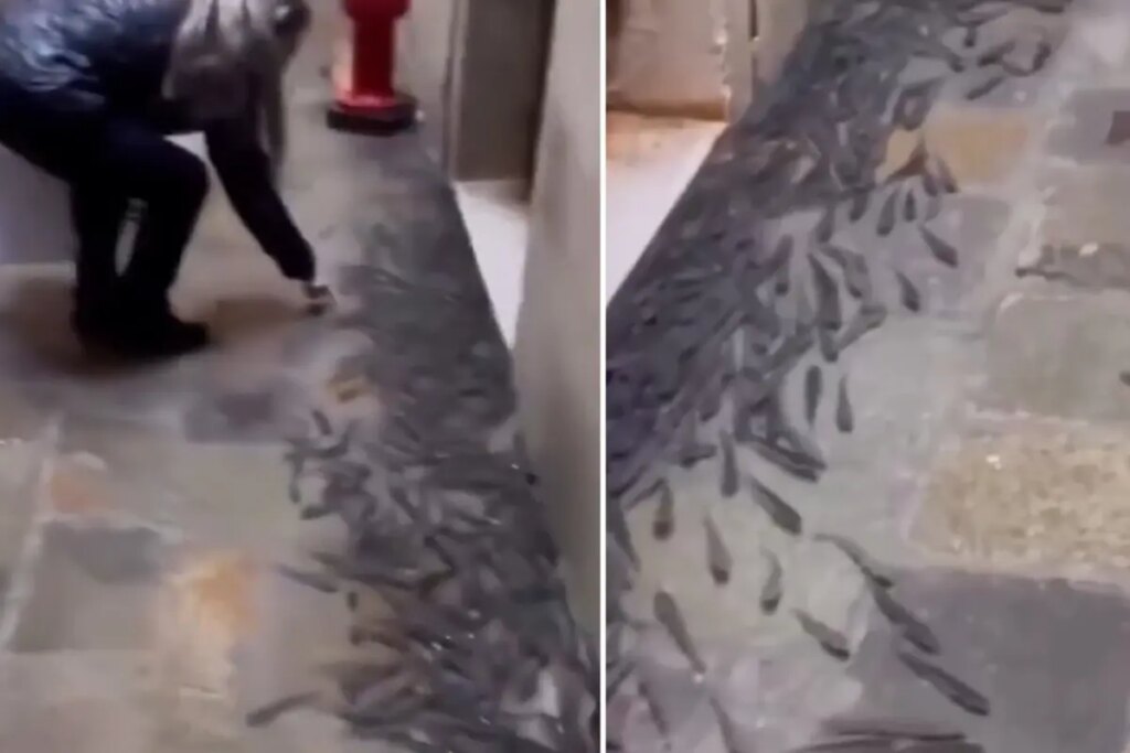 Ülkede şoke eden görüntü! Balıklar sokaklara taşındı