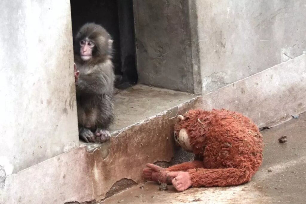 Yavru maymun Punch’ın son görüntüsü izleyenleri üzdü