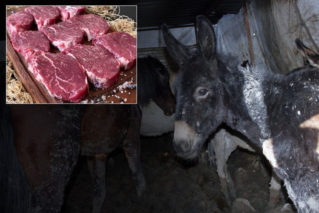 Bakanlık markayı açıkça ifşa etti: Vatandaşa at ve eşek eti yedirdiler