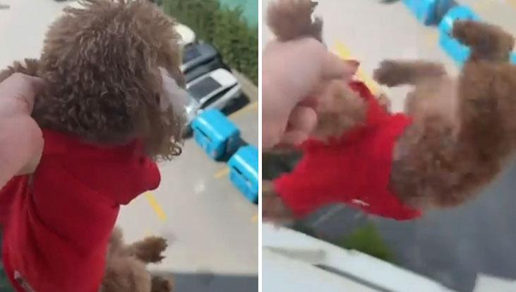 Başakşehir’de skandal görüntü! Pencereden sarkıttığı köpeğini cama vurdu: Hadi gel kurtarsana