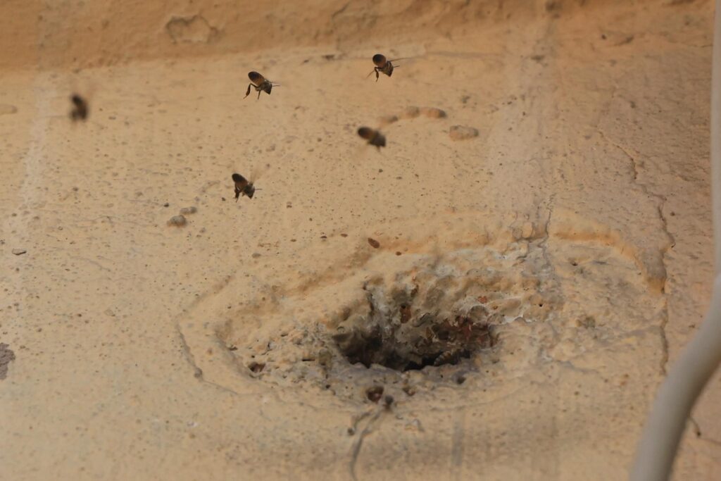 Duvar deliğinden çıktılar, mahalleyi sardılar! Çocukların attığı taşlar arıları kızdırdı