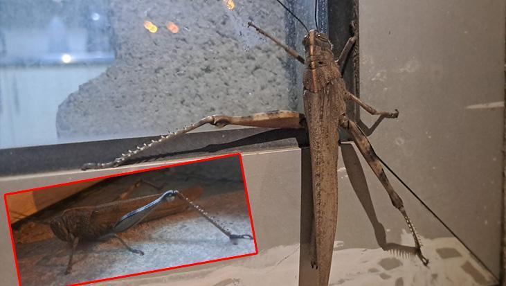 Gören bir daha baktı! Diyarbakır’da dev boyutlu çekirge gece cama çarptı: Tam 25 cm