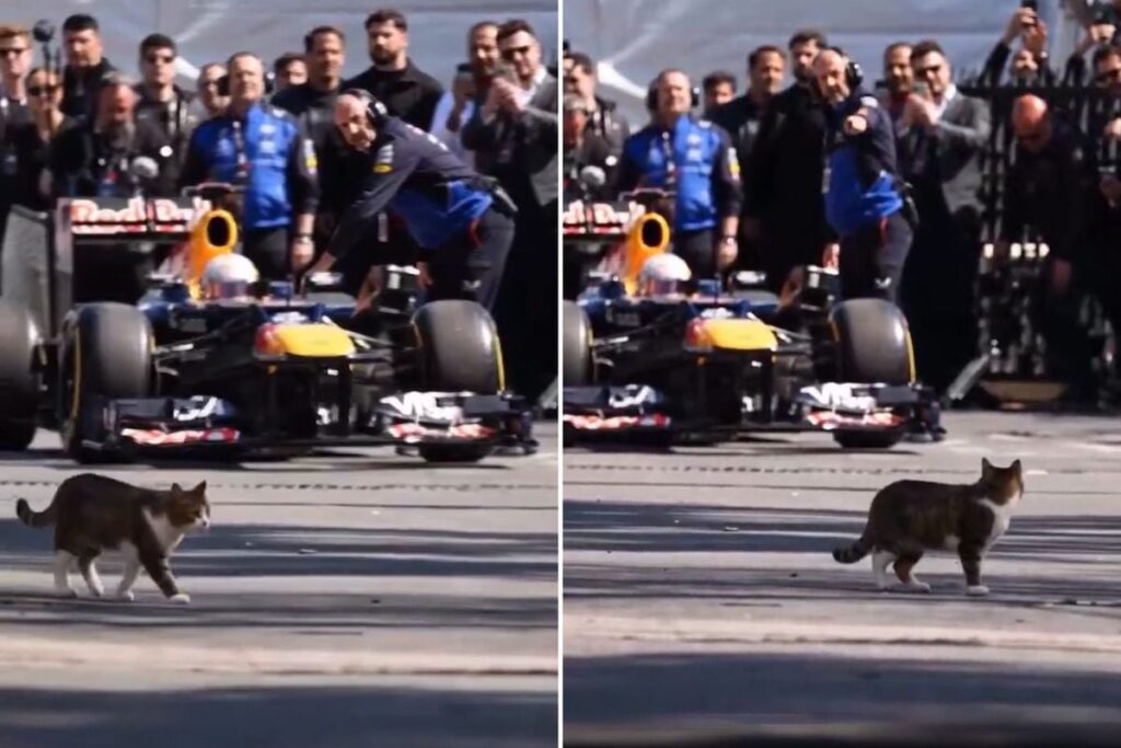 İstanbul’da Formula 1 aracını selamlayan kedi dünyada viral oldu
