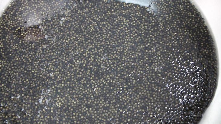 Kilosu 2 bin dolardan satılıyor! Karadeniz’e 8 bin adet dağıtılacak, çiple takip edilecek